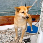 Koku helped stand a lookout for passing boats