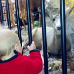 Sully visiting the stuffed deer at Gander Mountain in Everett