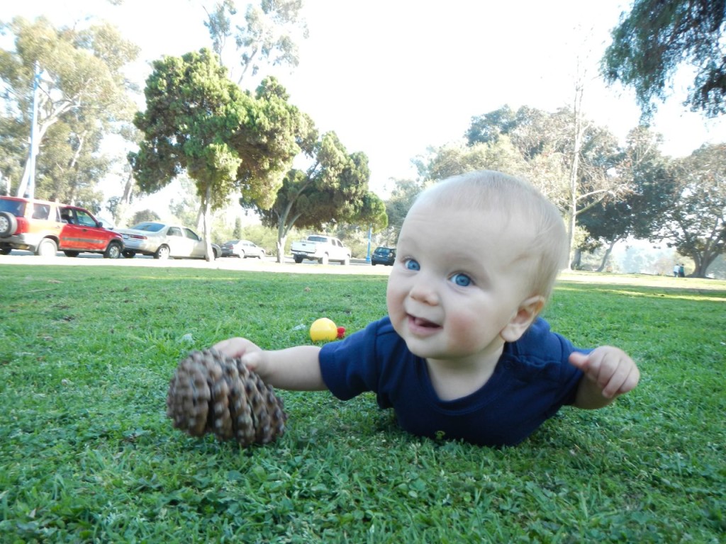 A pinecone!