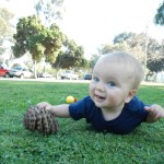 A pinecone!
